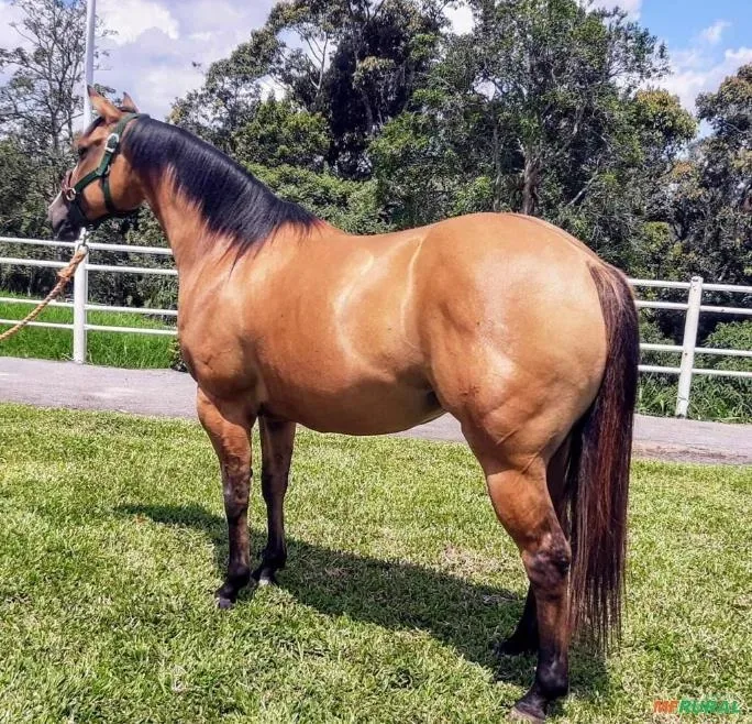 Cavalo Quarto de Milha — Égua
